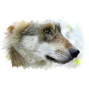 Alacsony észlelhetőségű kameracsapdák