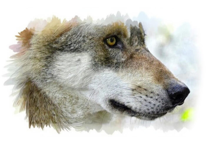 Alacsony észlelhetőségű kameracsapdák