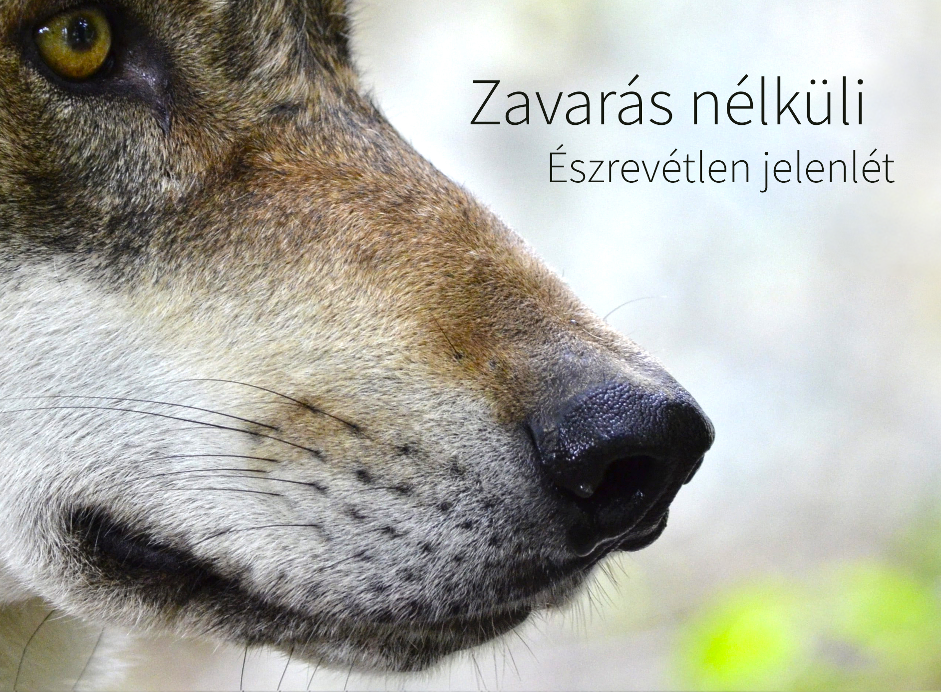 MOSAIC kameracsapdák