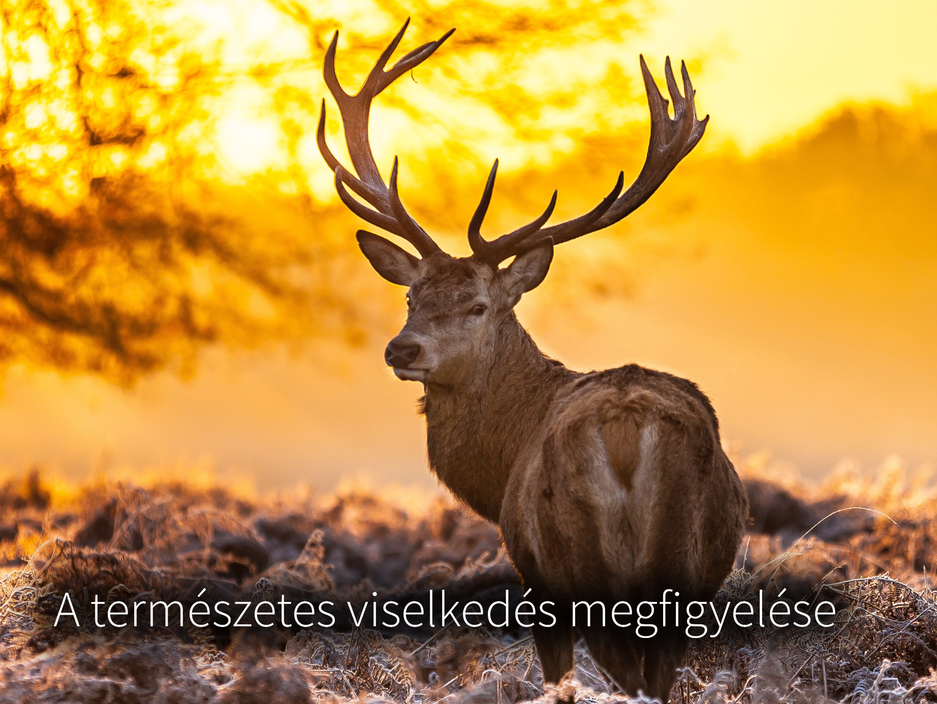 Professzionális megfigyelés